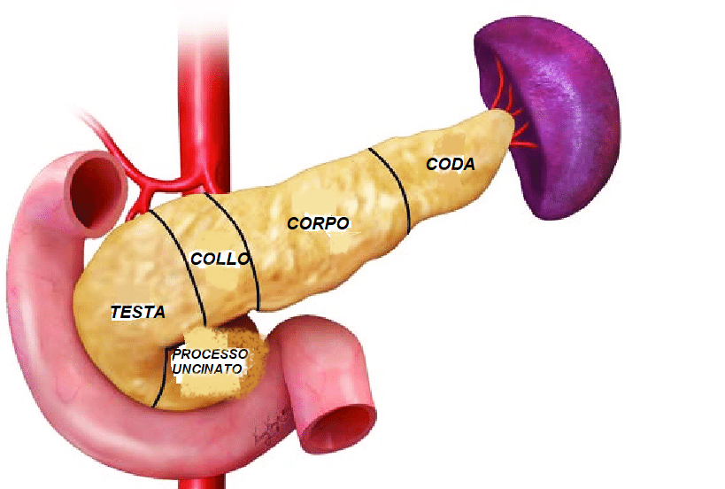 I Tumori Neuroendocrini Del Pancreas Pnet Med Care