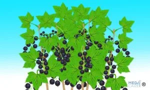 Scopri di più sull'articolo Ribes nero: caratteristiche e proprietà medicinali