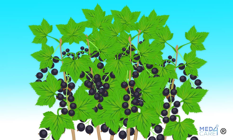 ribes nero, ribes nigrum, piante medicinali